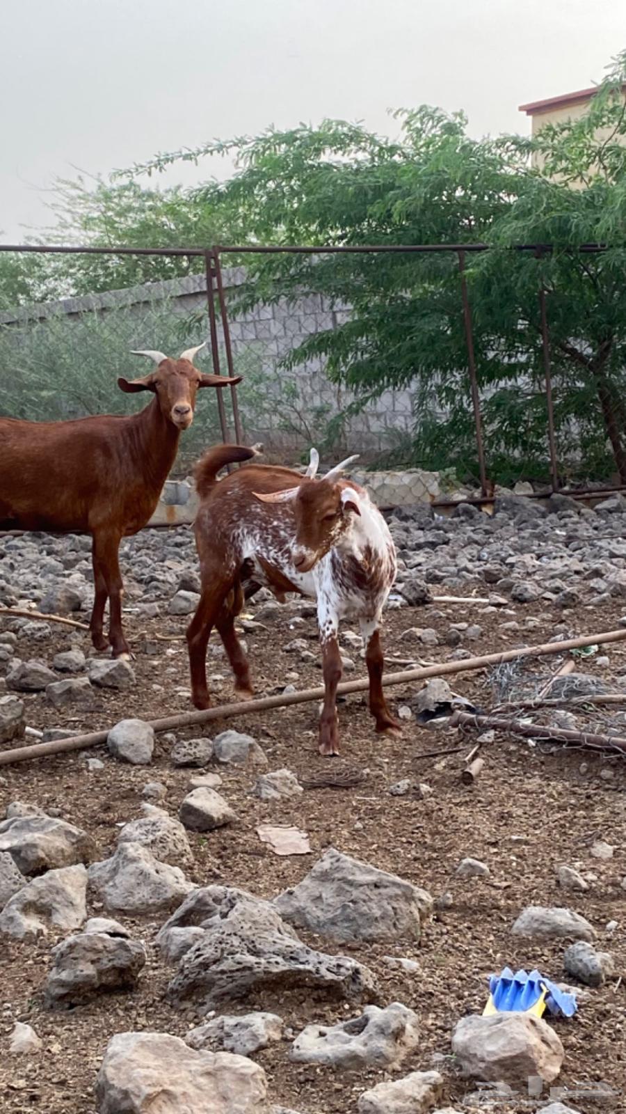 تيس للبيع64416809382787114