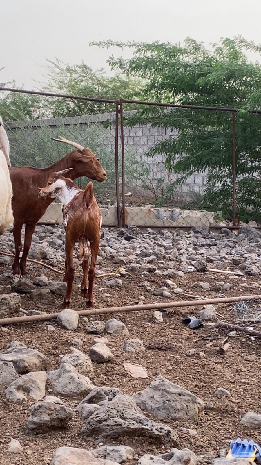 تيس للبيع64416809382787110