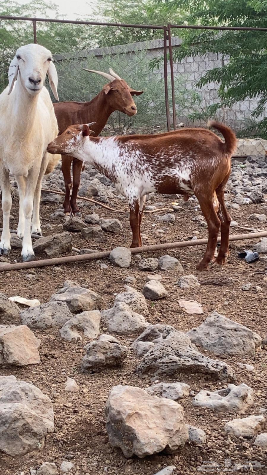 تيس للبيع64416809382787111