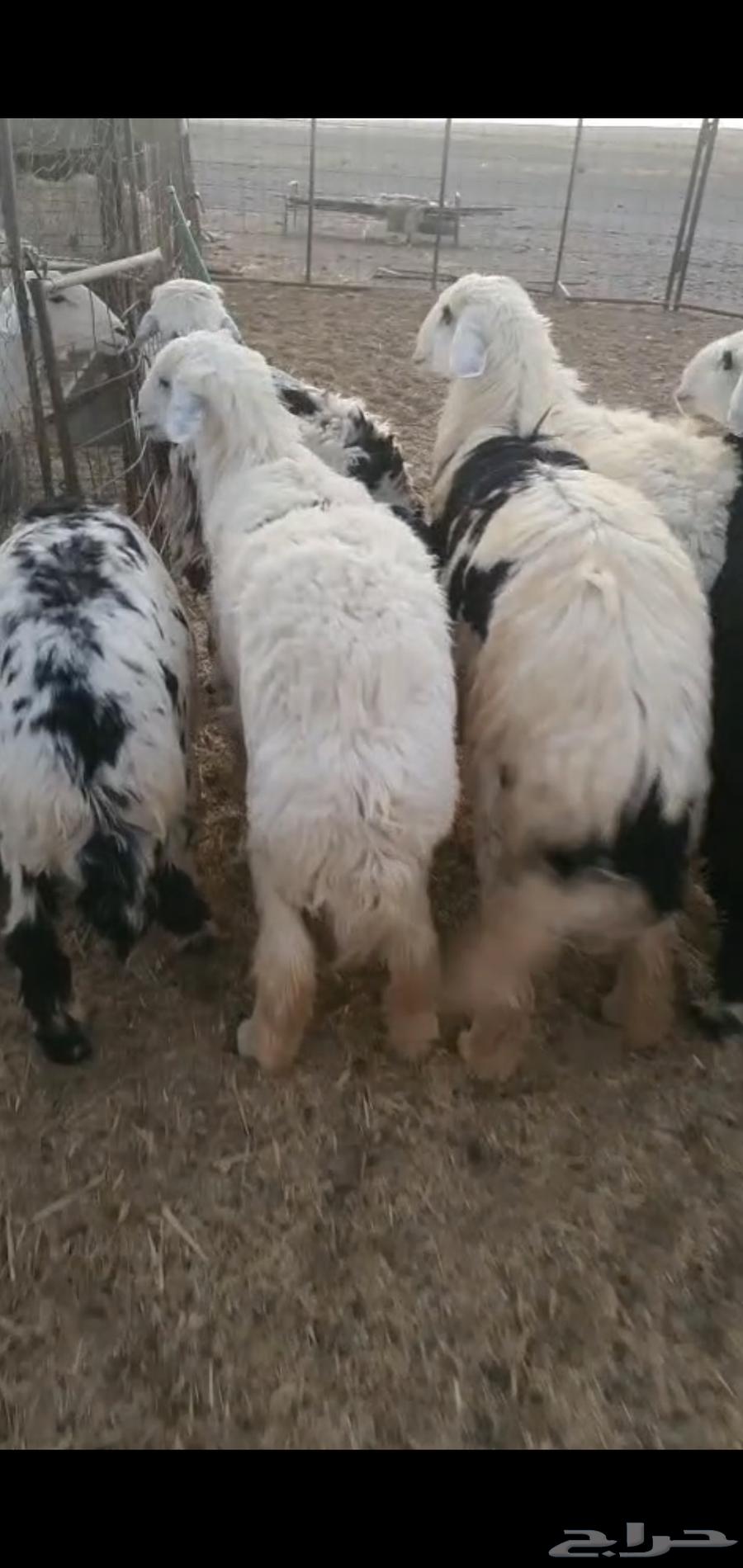 للبيع خرفان جذعان مغلقه ظهورهن واطرافهن64413340102403110