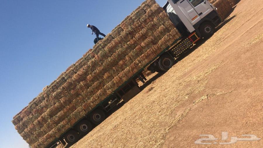 ذره حمراء ( جيزانيه )64416068010370114