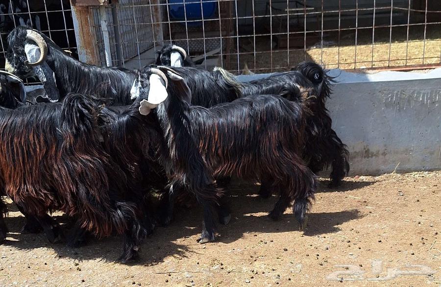 جفرات عوارض درجه اولي مقاني العدد 10 با الفحل دفيع للقناي64415168644226114