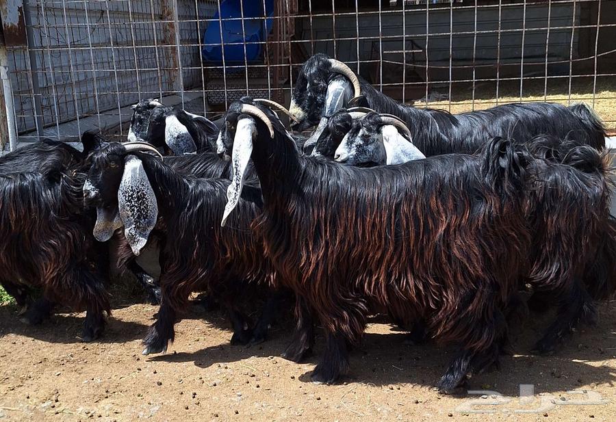 جفرات عوارض درجه اولي مقاني العدد 10 با الفحل دفيع للقناي64415168644226110