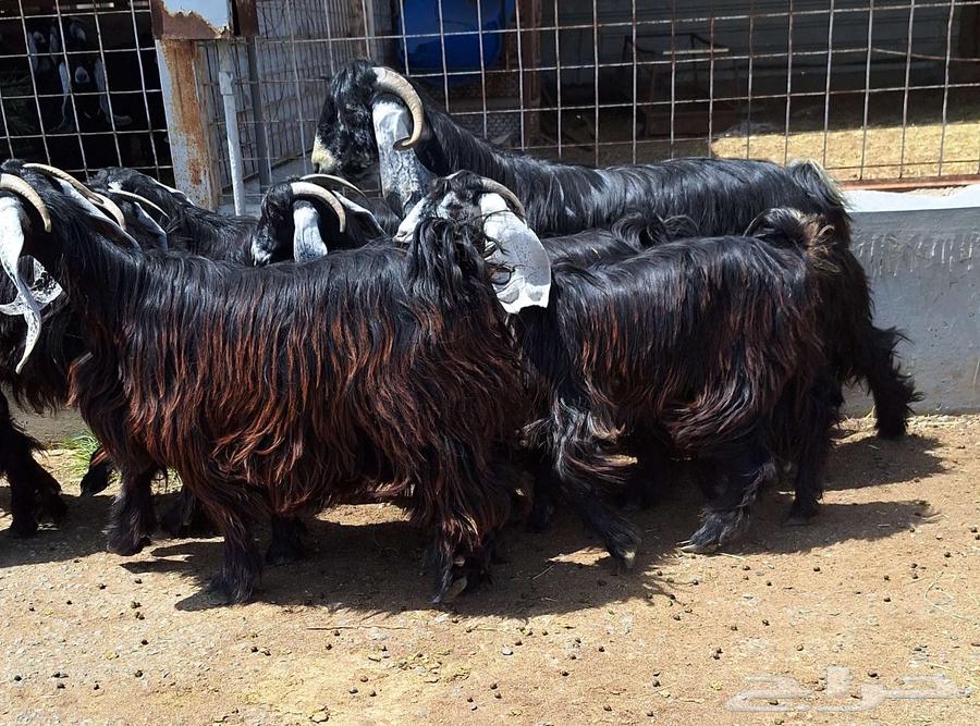 جفرات عوارض درجه اولي مقاني العدد 10 با الفحل دفيع للقناي64415168644226113