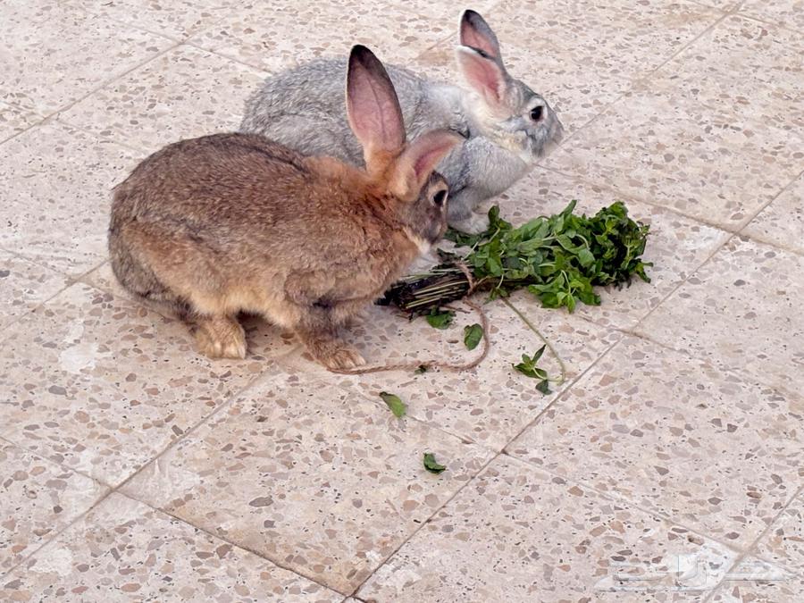 أرانب واحد أنثى وواحد ذكر64415128219905110