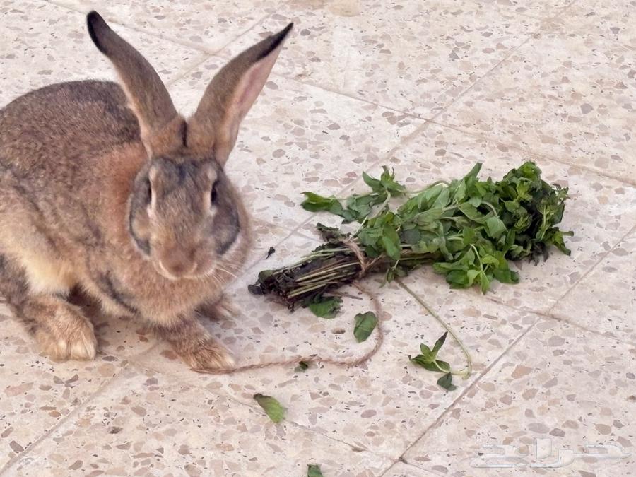 أرانب واحد أنثى وواحد ذكر64415128219905111