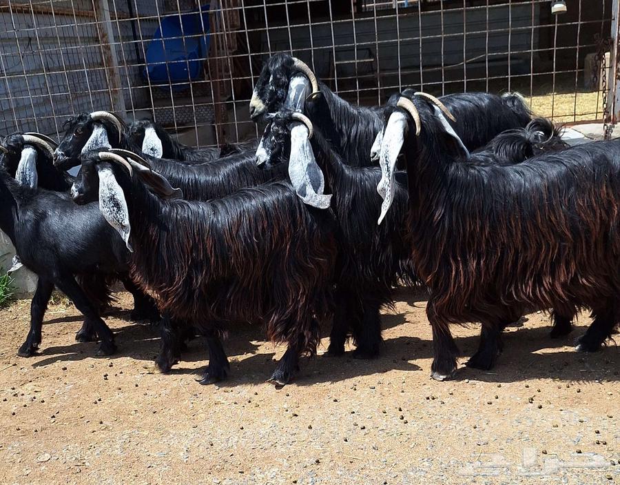 جفرات عوارض درجه اولي مقاني العدد 10 با الفحل دفيع للقناي64415168644226111