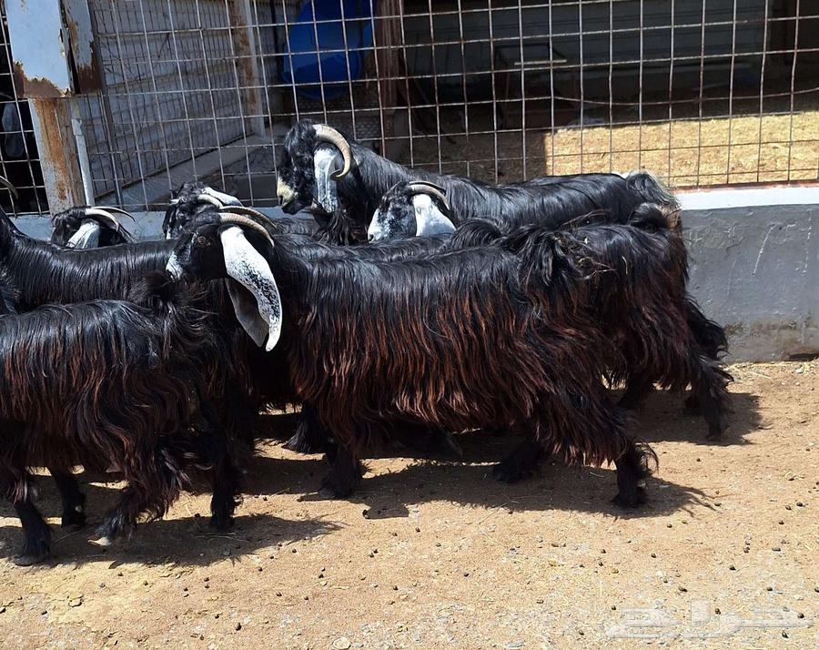 جفرات عوارض درجه اولي مقاني العدد 10 با الفحل دفيع للقناي64415168644226112