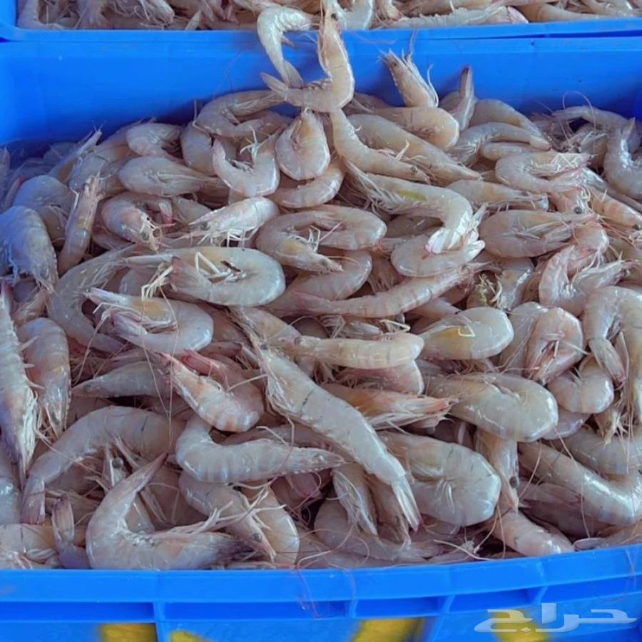 للأسماك و الروبيان Fish And Shrimps64413453355777114