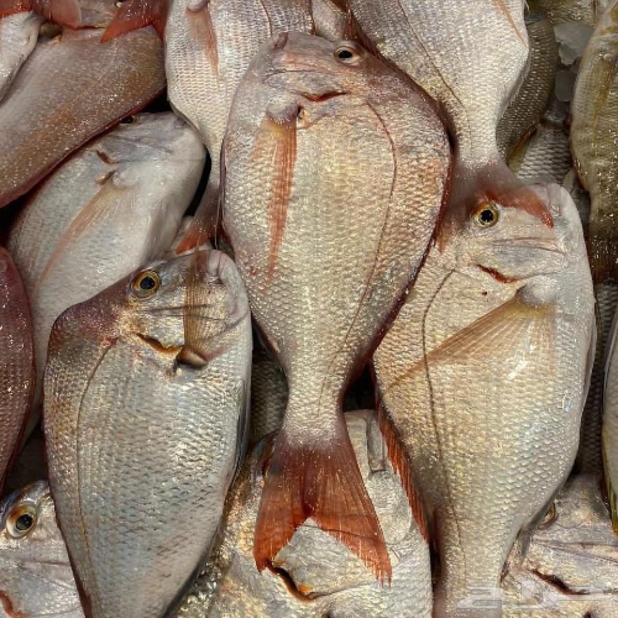 للأسماك و الروبيان Fish And Shrimps64413453355777111