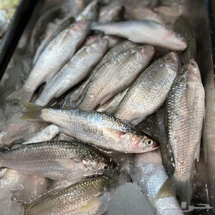 للأسماك و الروبيان Fish And Shrimps64413453355777113