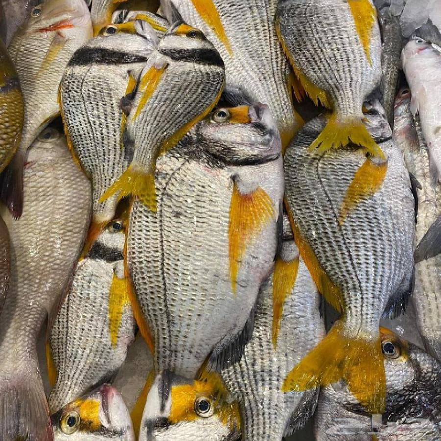 للأسماك و الروبيان Fish And Shrimps64413453355777110