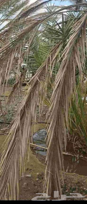 Palm fronds, palm branches, or palm leaves for sale64422694243459110