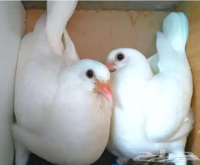 للبيع حمام فرنسي64420377712898112