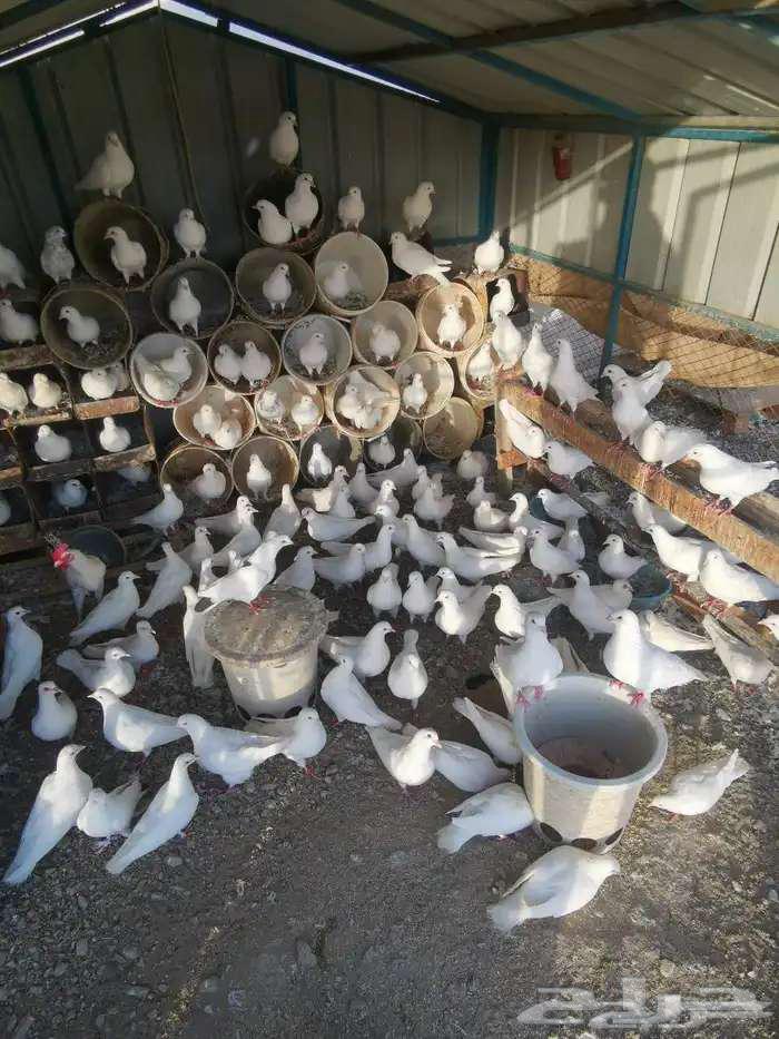 للبيع حمام فرنسي64420377712898110