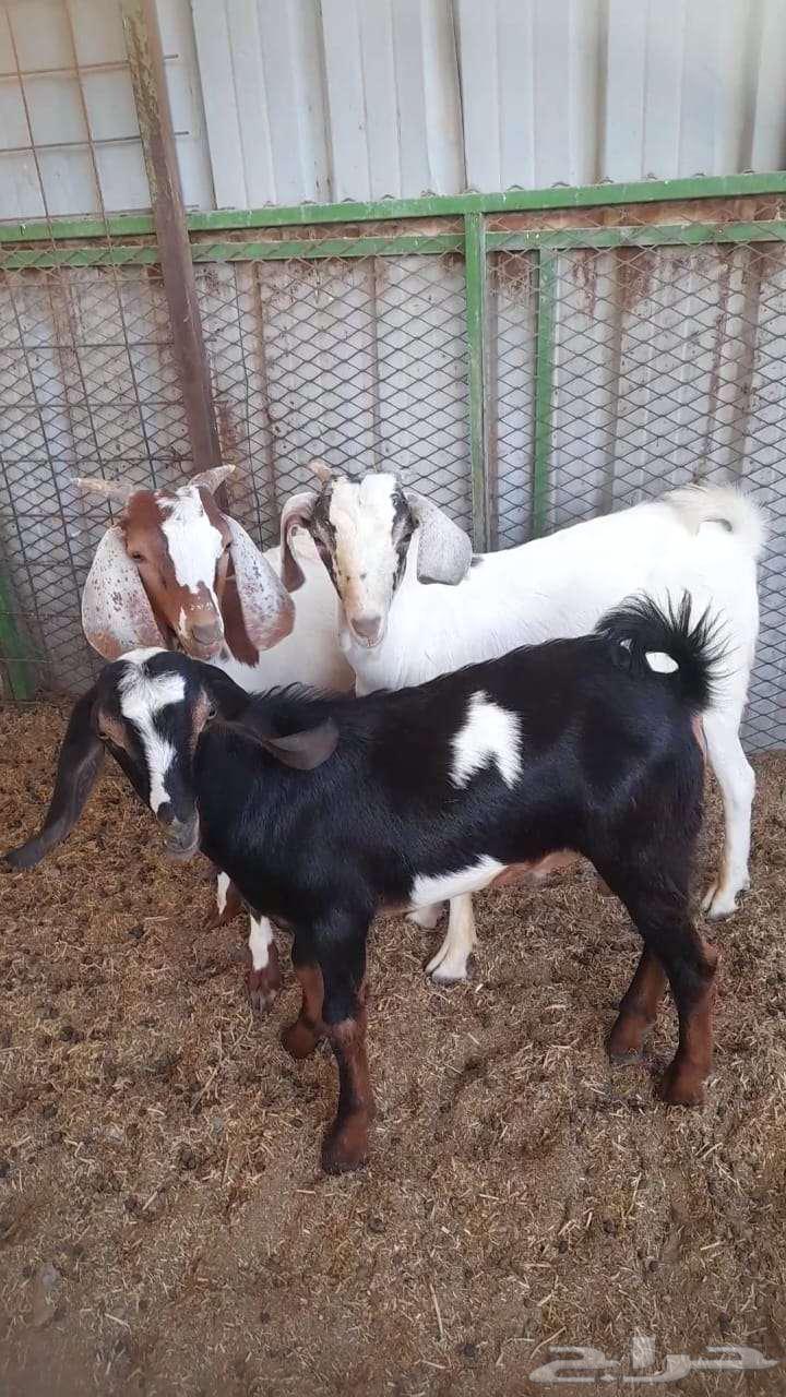 تيوس للبيع64422150818049110