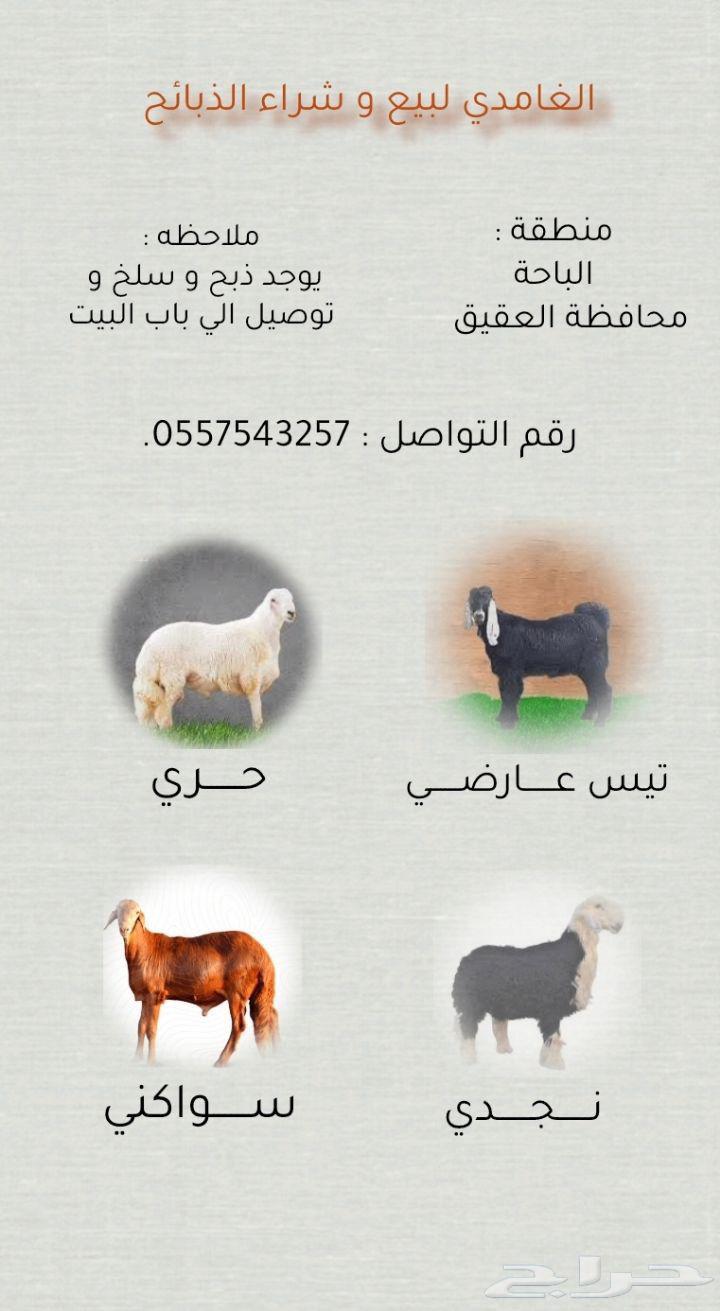 طليان حريه ذبائح64426685349634110