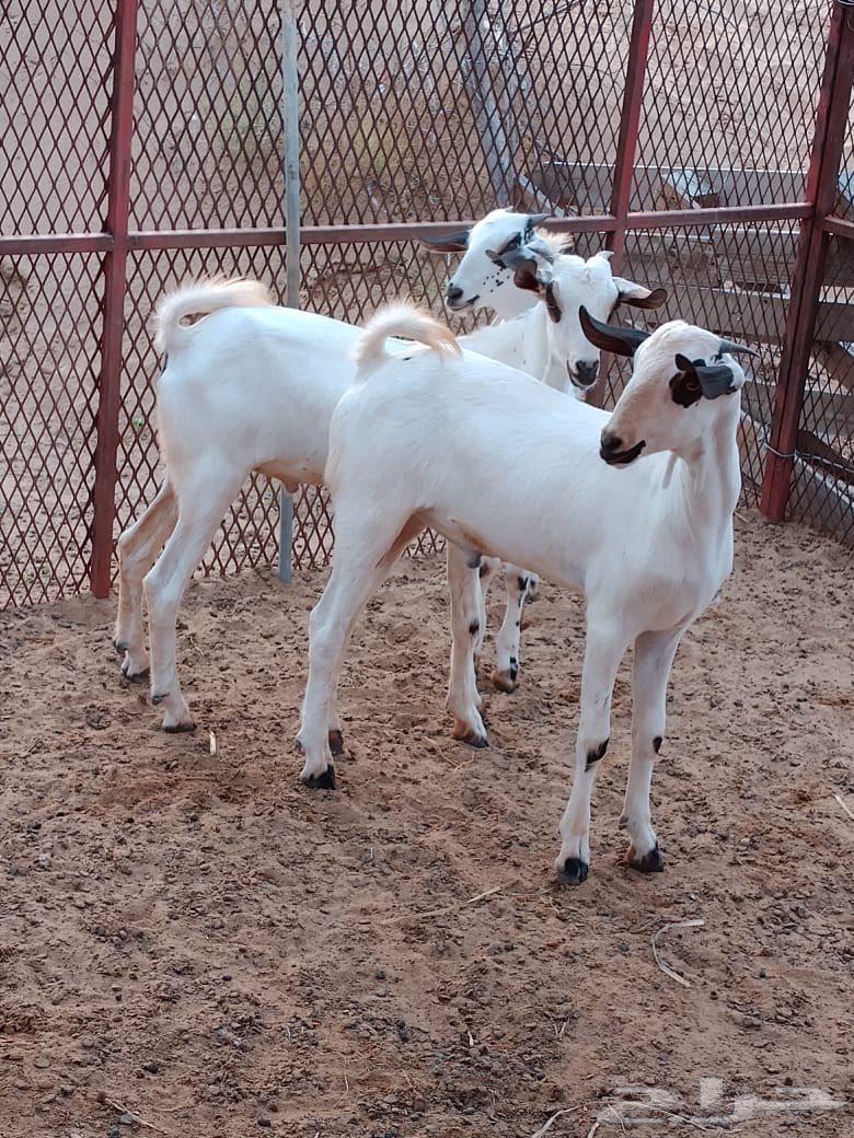 Taysin Bishih is 5 months old and needs something64421310151427110