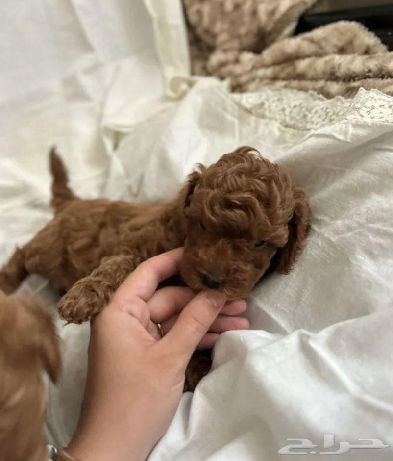 جراء للبيع استيراد مصر توي بودل رائع كتير ذكي64421107231875112