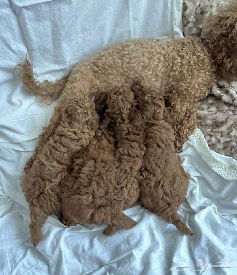 جراء للبيع استيراد مصر توي بودل رائع كتير ذكي64421107231875114