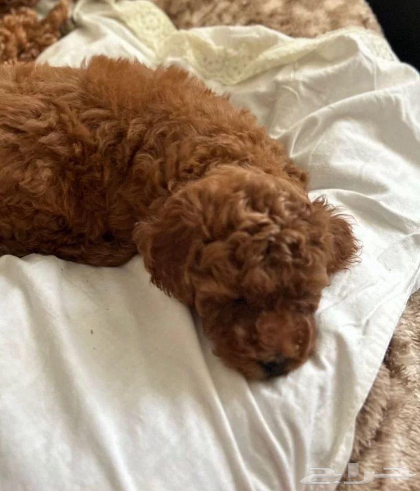 جراء للبيع استيراد مصر توي بودل رائع كتير ذكي64421107231875111