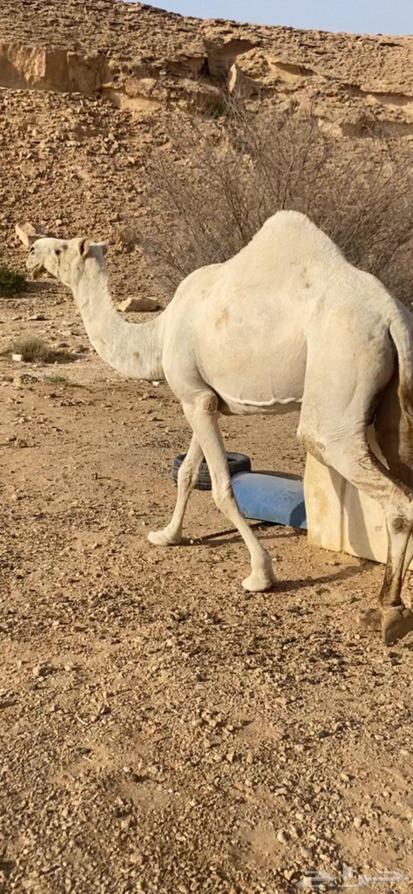 Riyadh64421013294593110