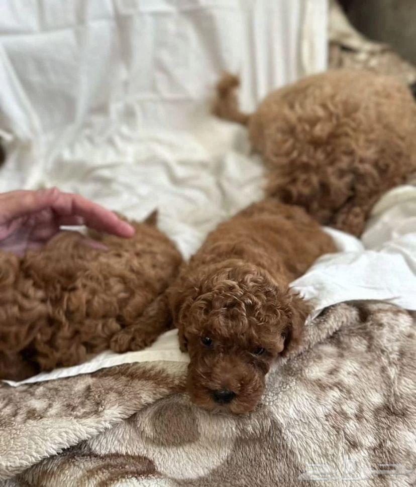 جراء للبيع استيراد مصر توي بودل رائع كتير ذكي64421107231875113