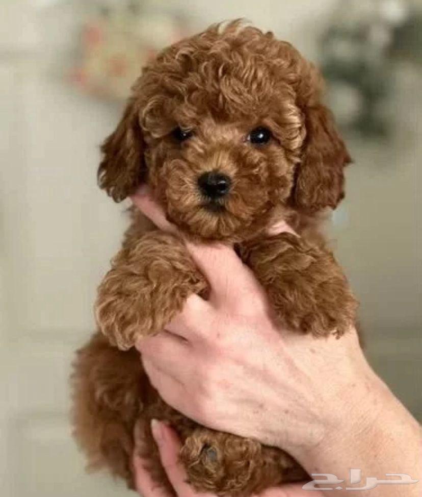 جراء للبيع استيراد مصر توي بودل رائع كتير ذكي64421107231875110