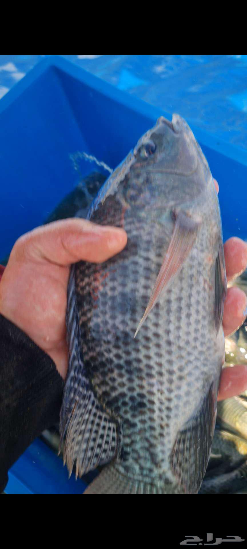 زريعة بلطي للبيع64432795782403112