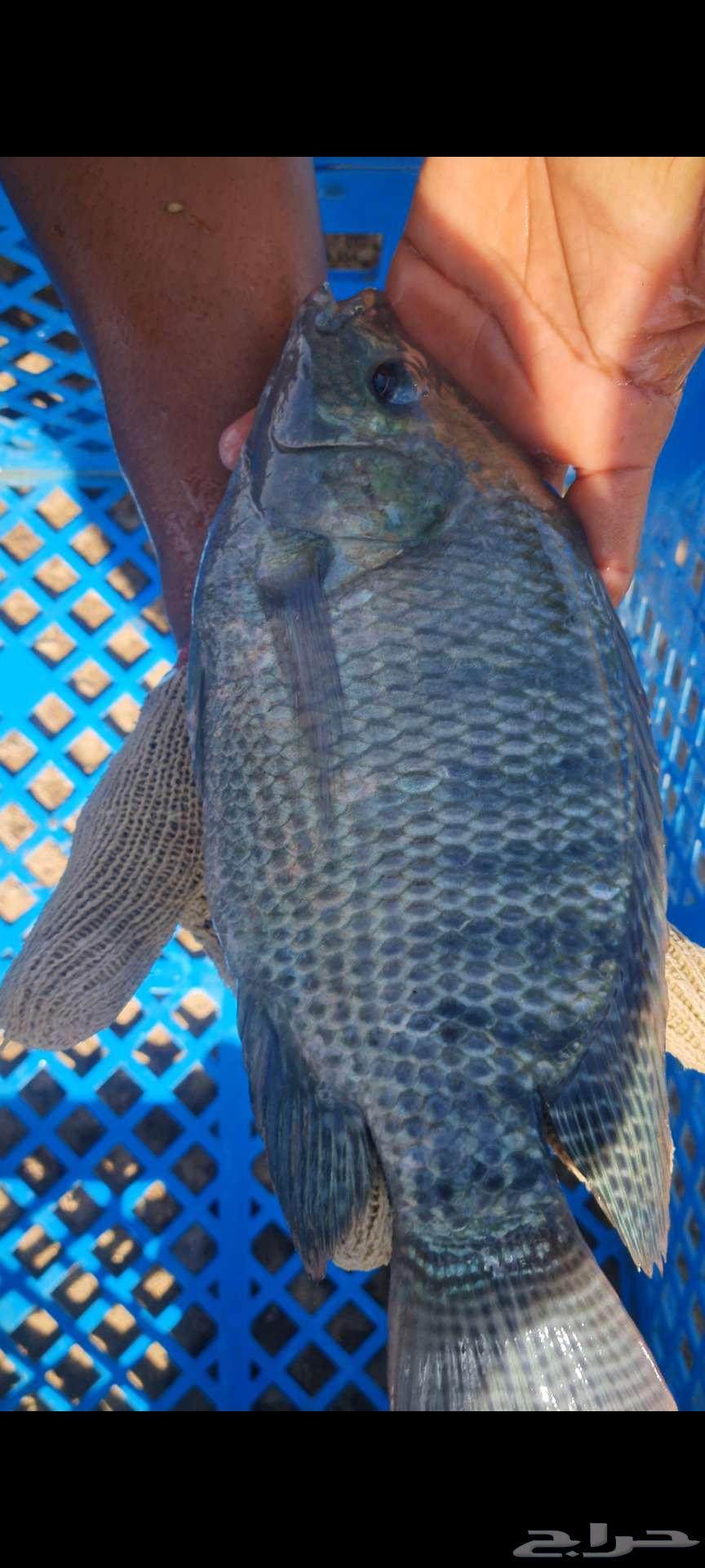 زريعة بلطي للبيع64432795782403111