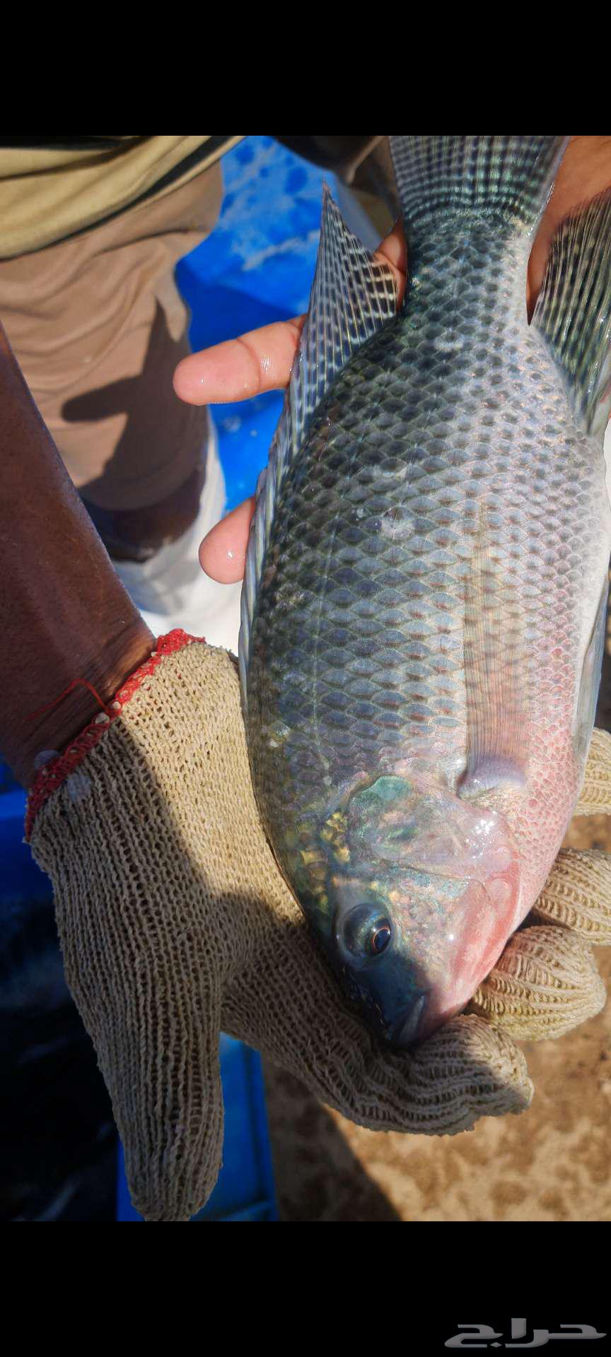 زريعة بلطي للبيع64432795782403110