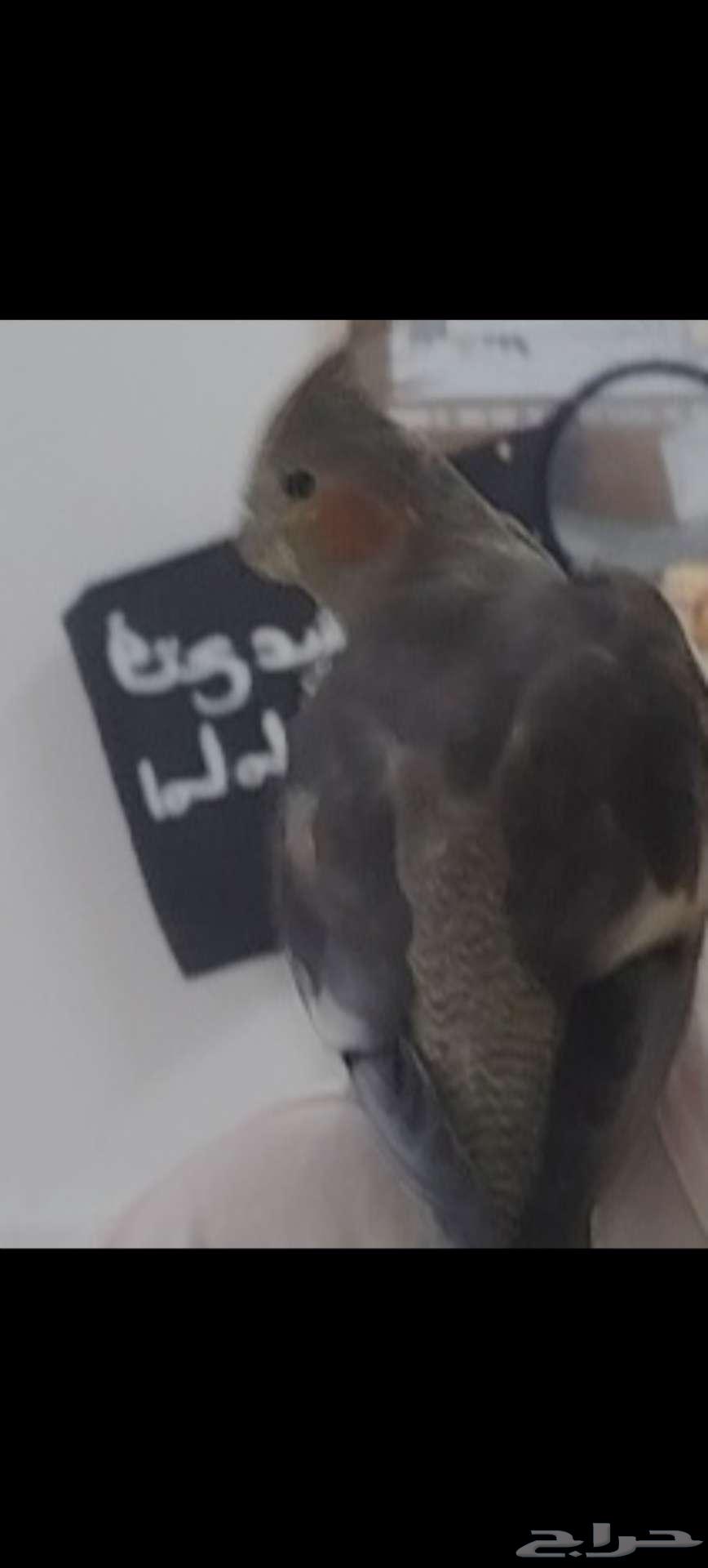 بريده64420122103298110