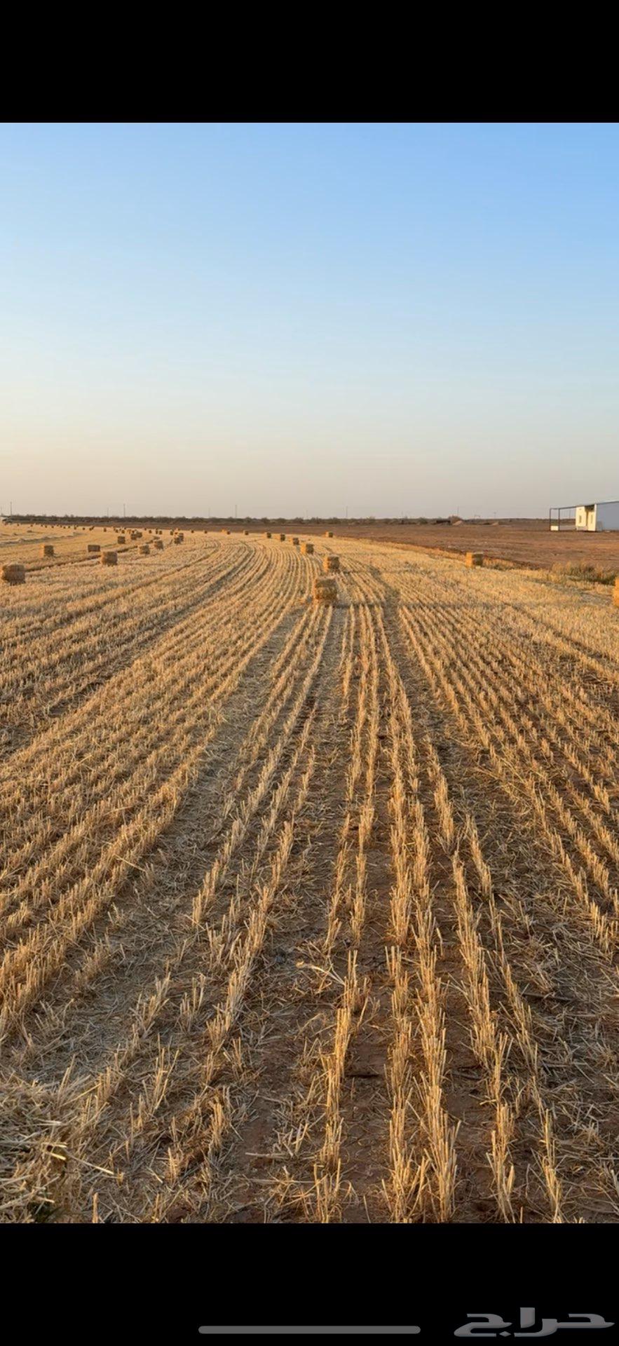 New wheat straw this year64420485888259112