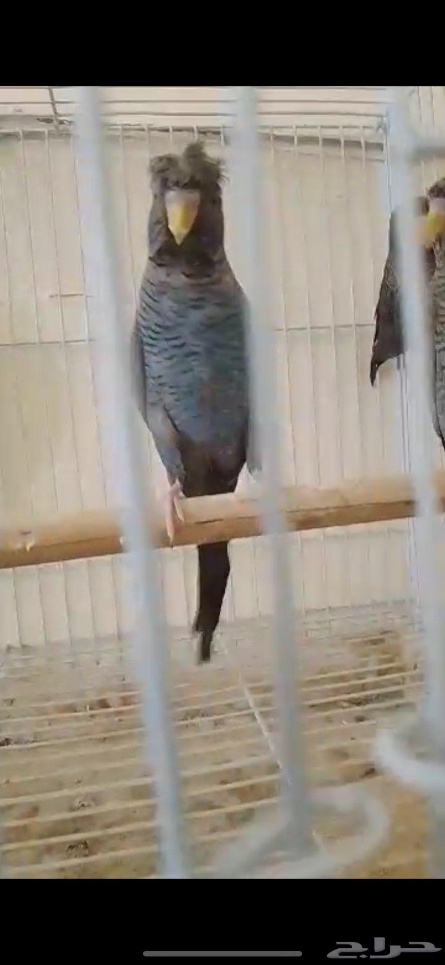 بادجي دبل بلاك64421933362307112