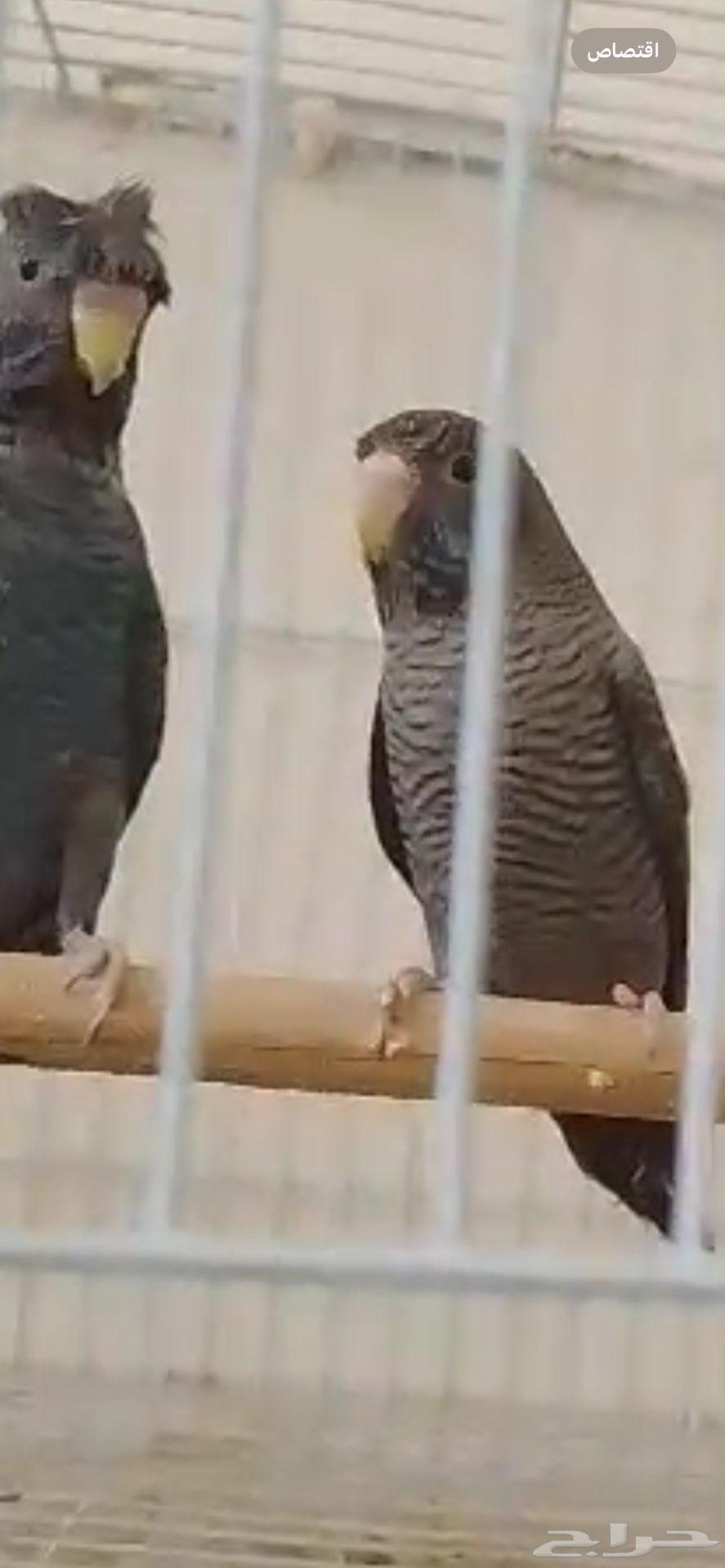 بادجي دبل بلاك64421933362307111