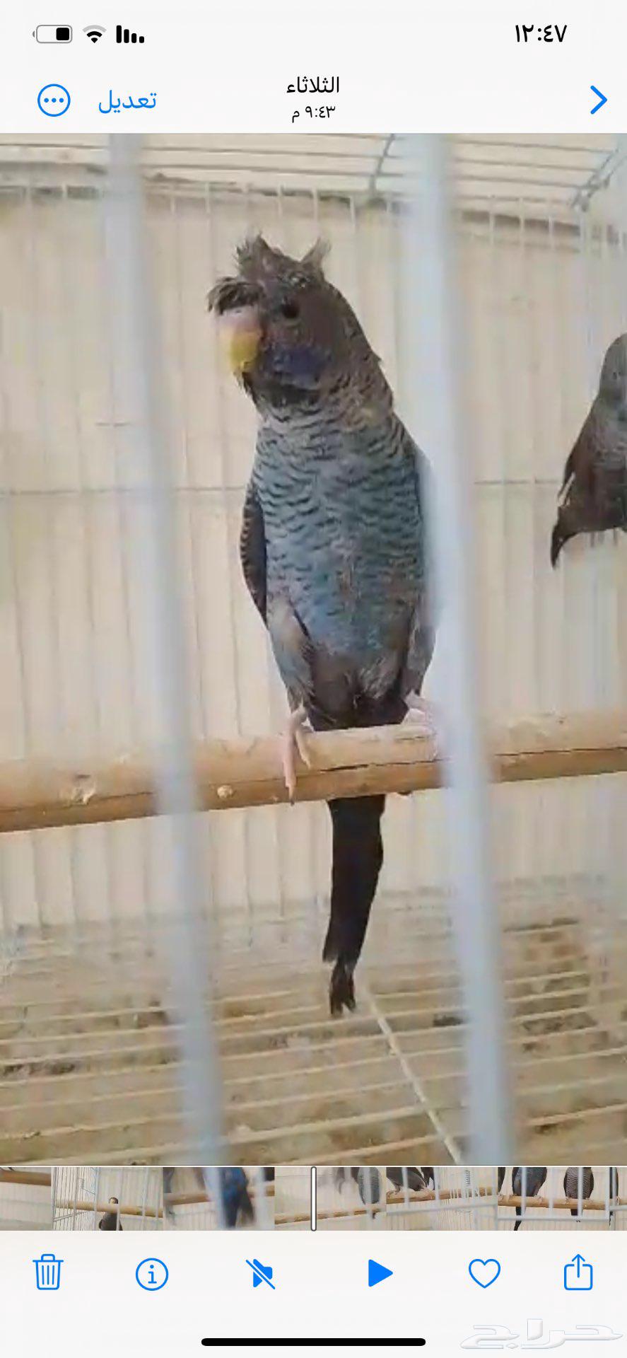 بادجي دبل بلاك64421933362307113