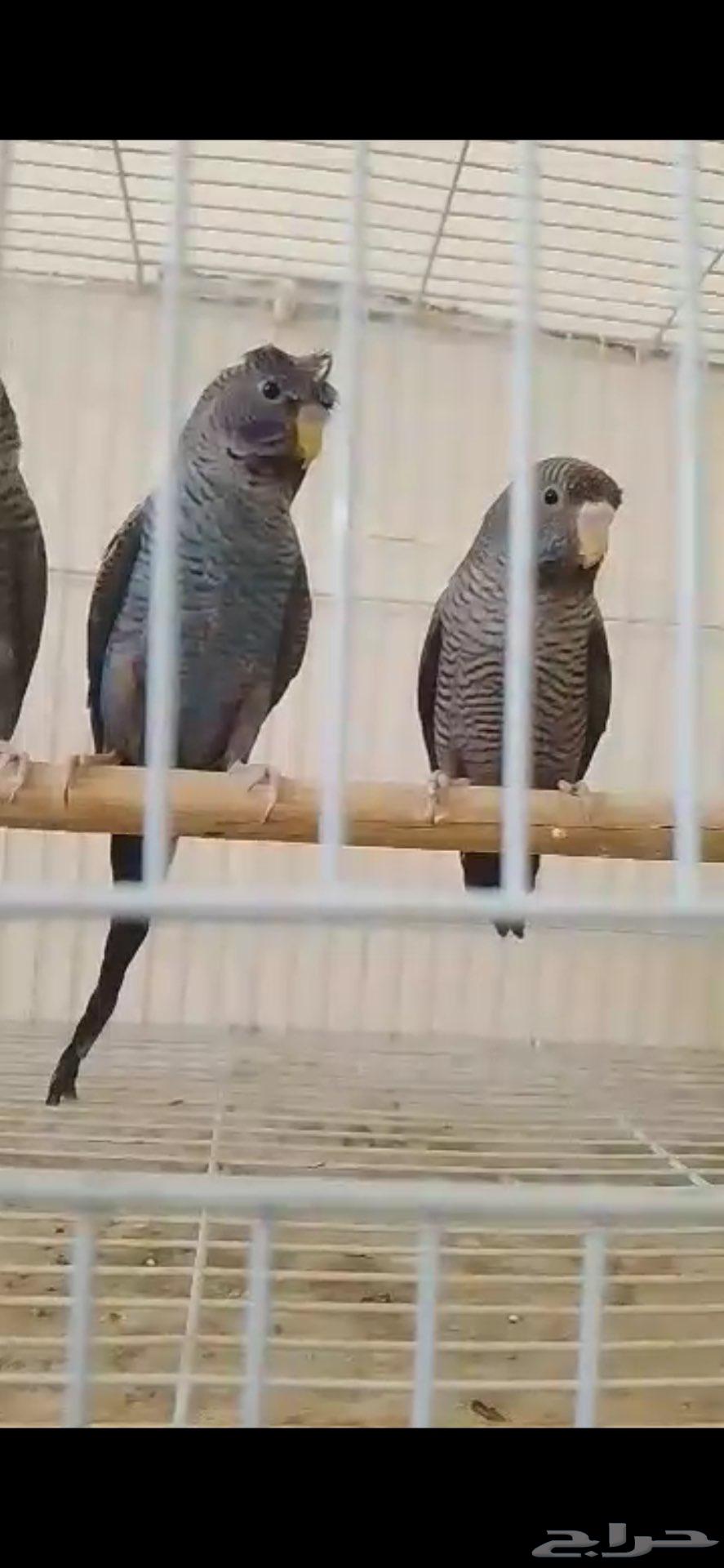 بادجي دبل بلاك64421933362307110