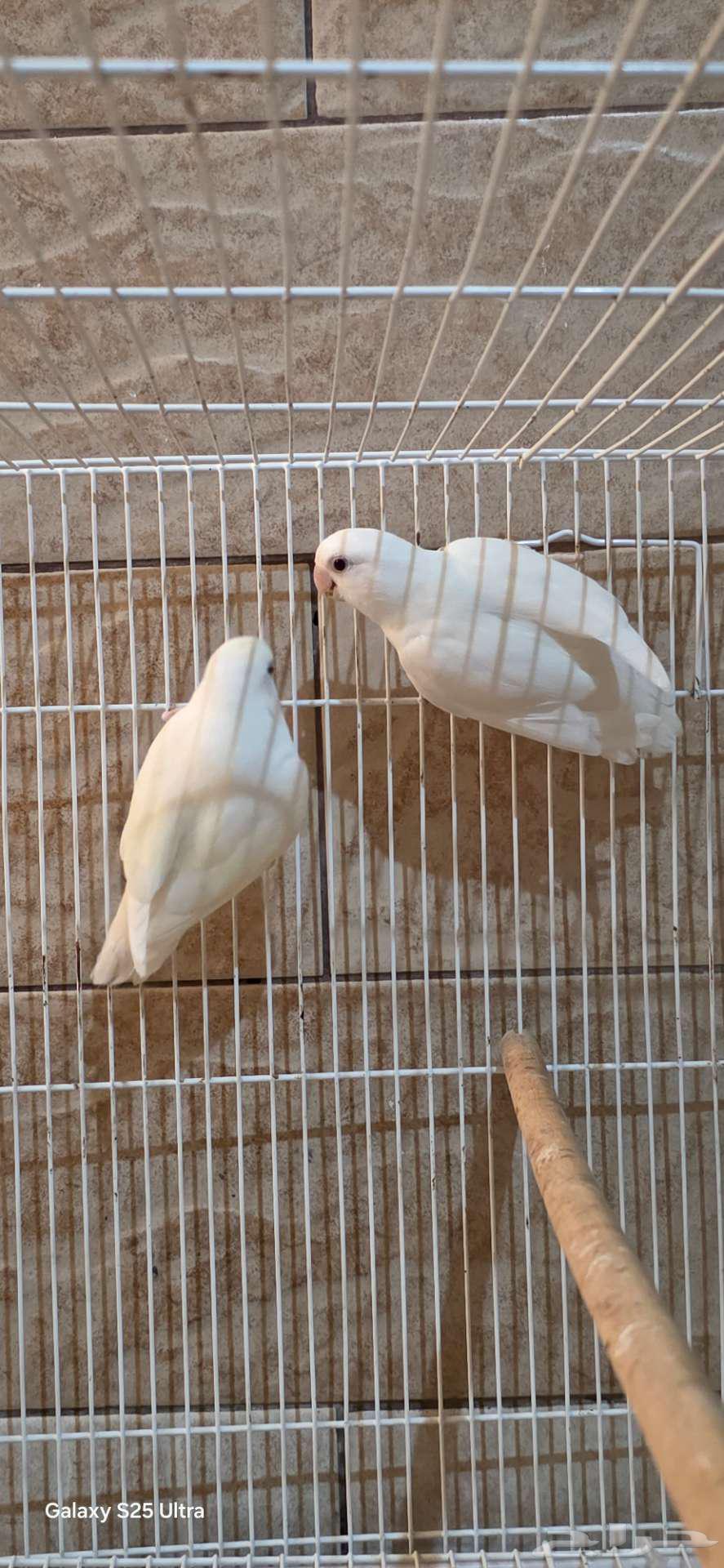 زوج روز هولندي64423213812865110