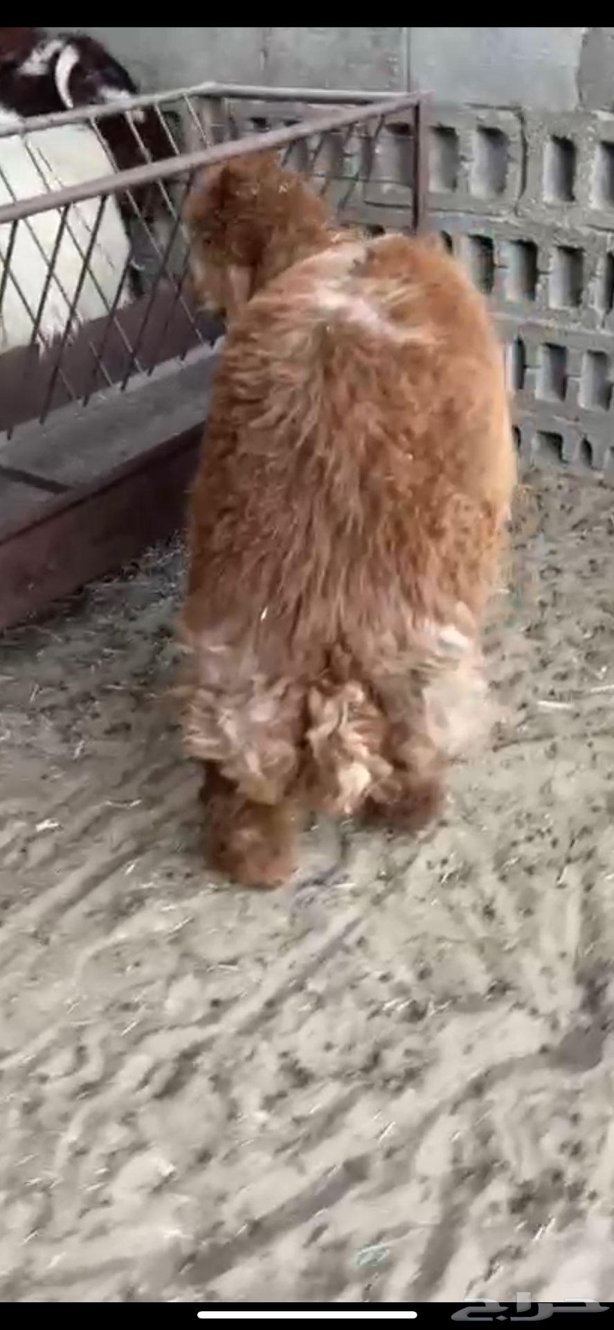 خرووف عربي تم البيع64425690704515110