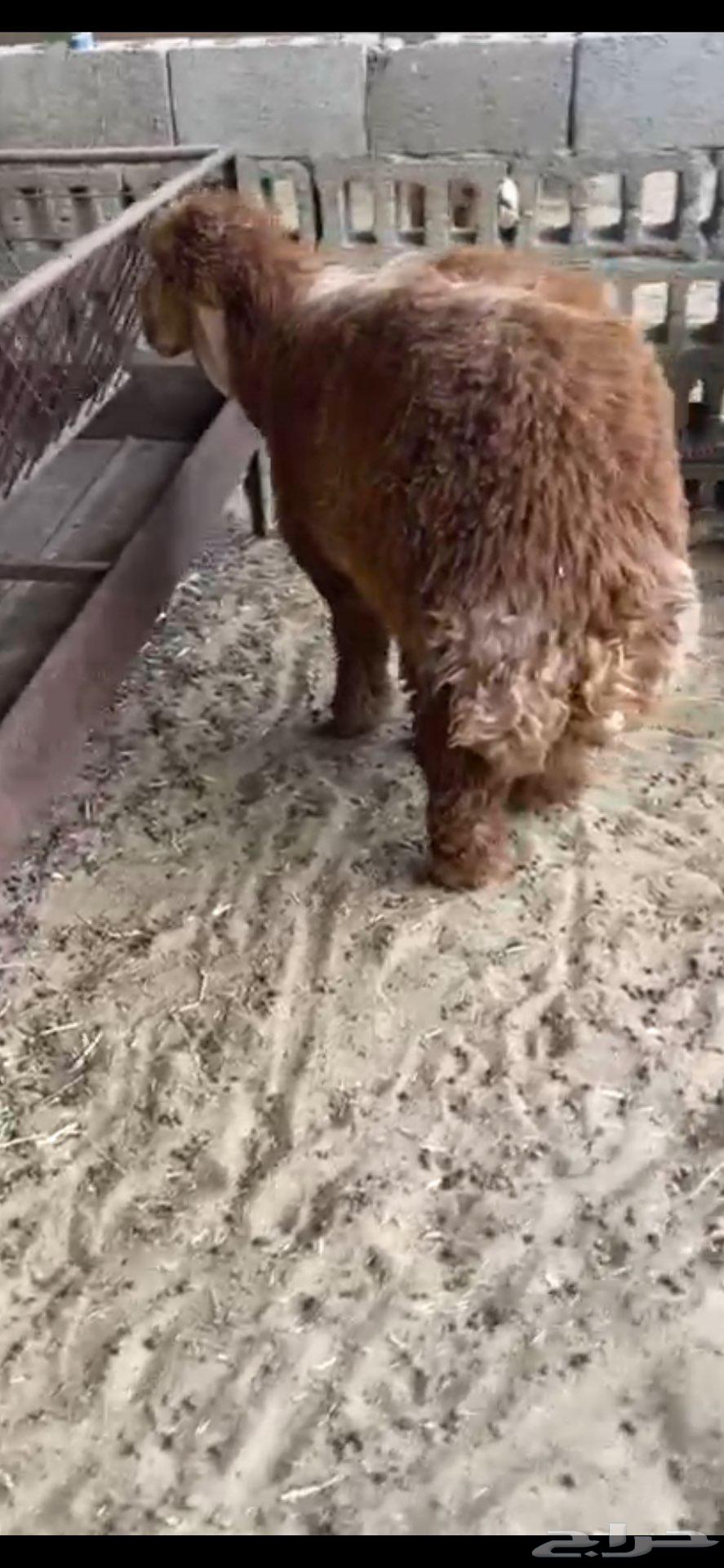 خرووف عربي تم البيع64425690704515111