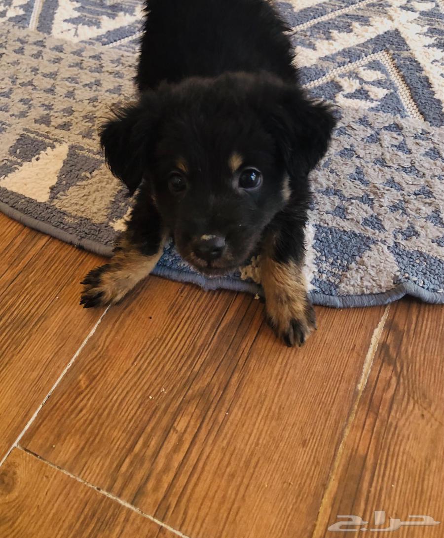 للبيع جرو جيرمن64423689788035110