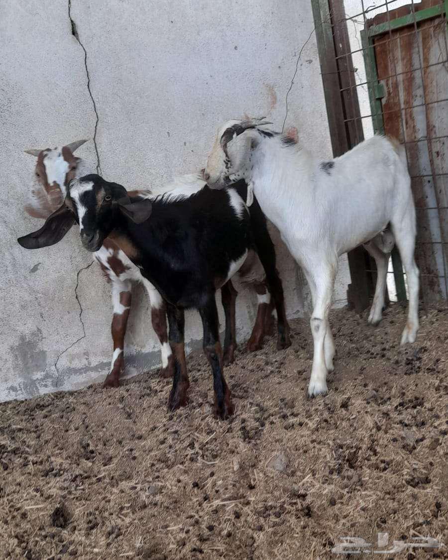 تيوس للبيع64422150818049111