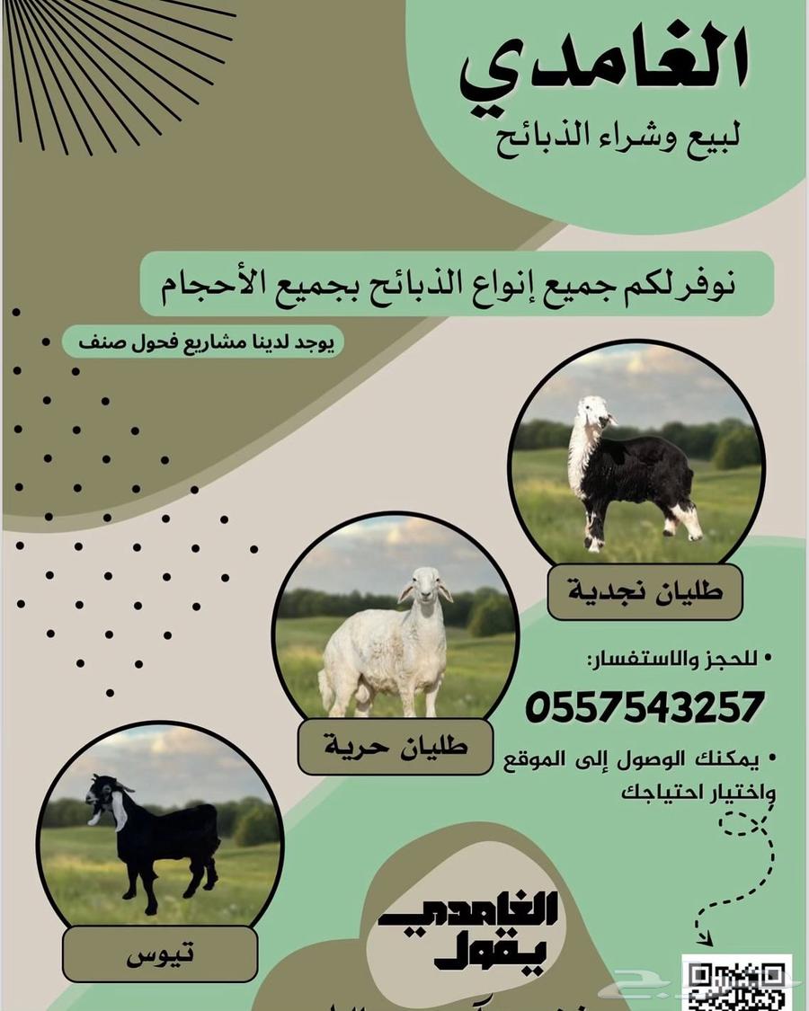 طليان حريه ذبائح64426685349634111