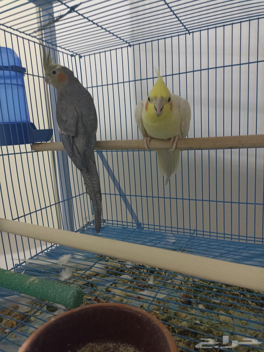 Crown nuts for sale64422232482947110