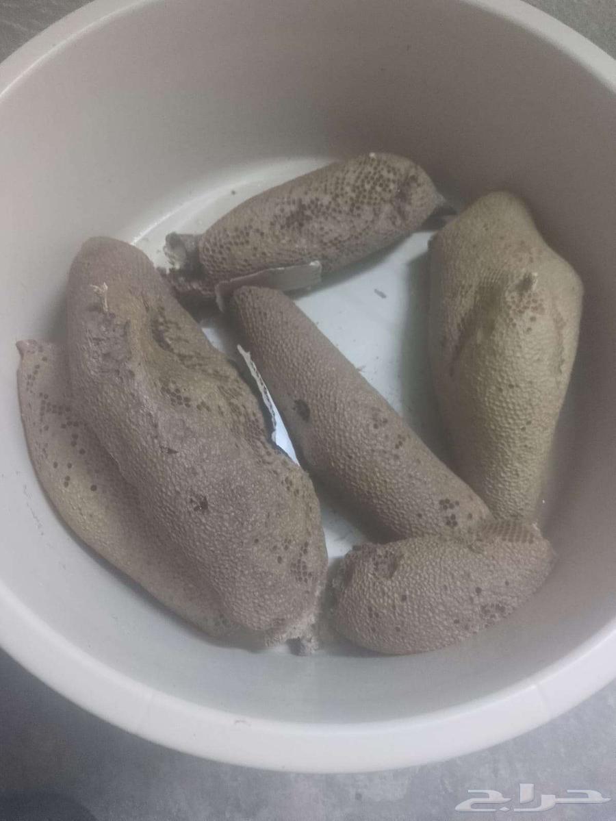 11 كيلو اليوم جديد. عسل بري حر الكيلو ب10064423743709059113