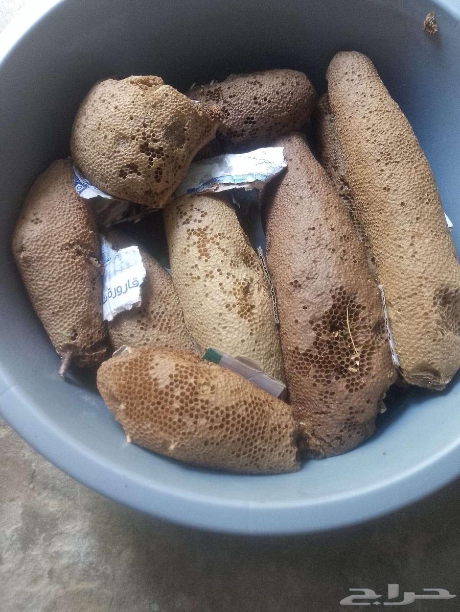 11 كيلو اليوم جديد. عسل بري حر الكيلو ب10064423743709059110