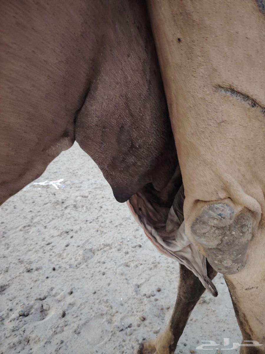 حفله وتحتها بكرة64424869532675111