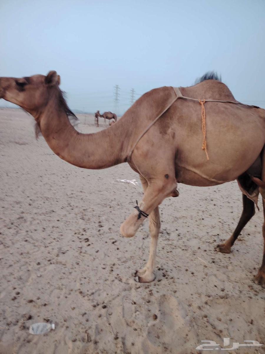 حفله وتحتها بكرة64424869532675110