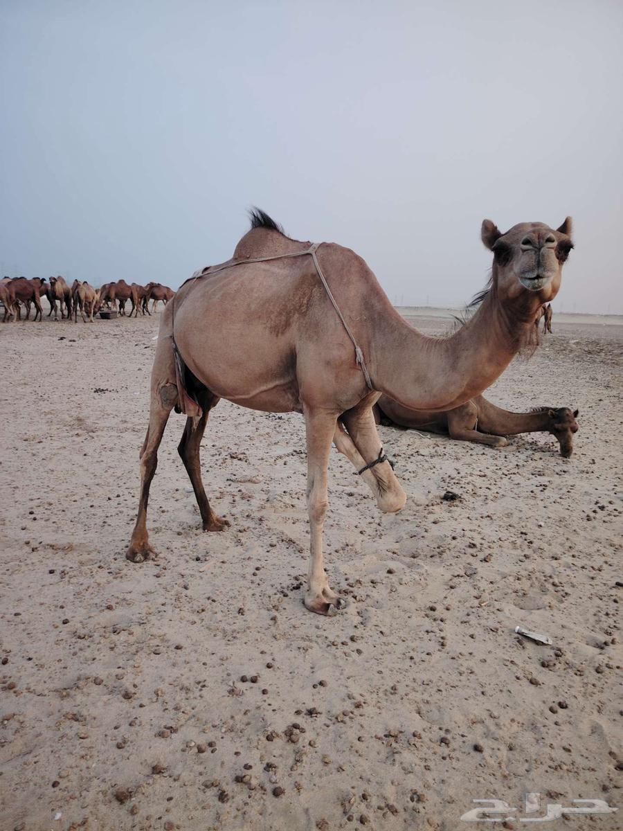 حفله وتحتها بكرة64424869532675112