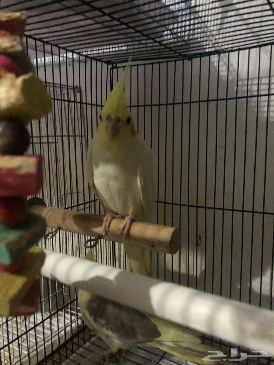 ذكر كروان لاتينو64420202852611111